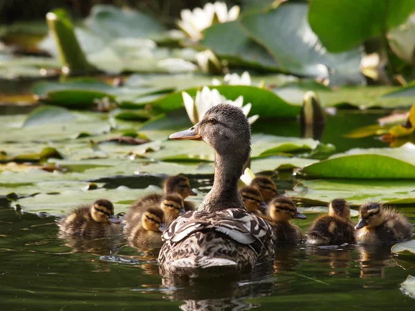 Anatra con pulcini in acqua — Foto Stock