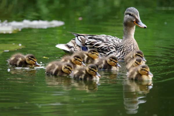 Anatra con pulcini in acqua — Foto Stock