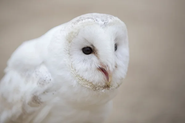 Cute white owl — Stock Photo, Image