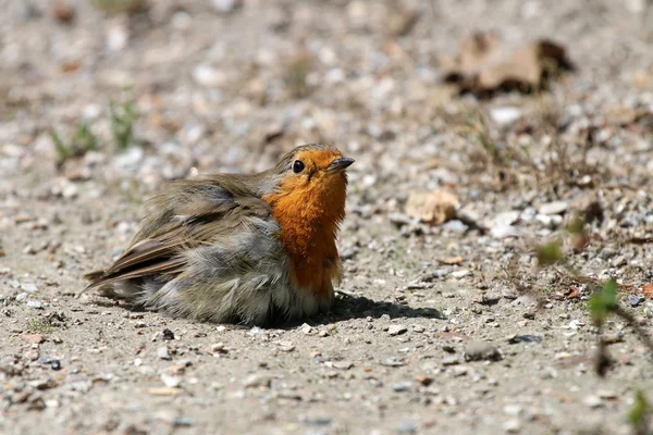 Robin uccello seduto a terra — Foto Stock
