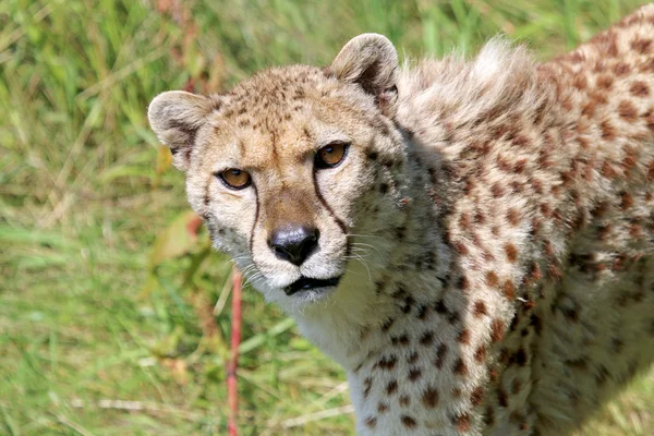 Close up of Cheetah head — Stock Photo, Image