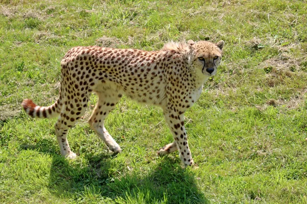 Gepard chodzący po trawie — Zdjęcie stockowe