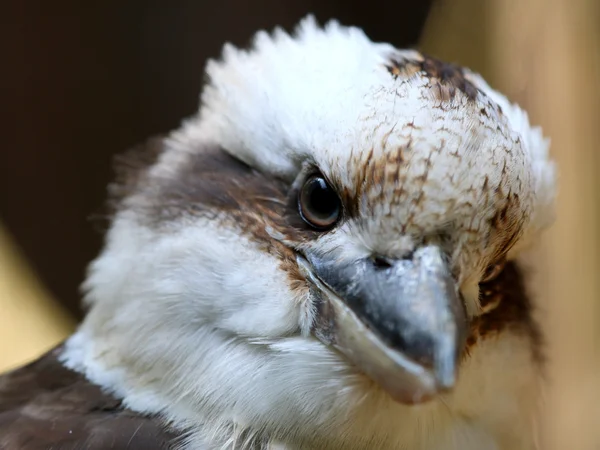 Ptak kookaburra ładny — Zdjęcie stockowe