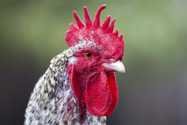 Hollandalı horoz üzerinde arka plan bulanık