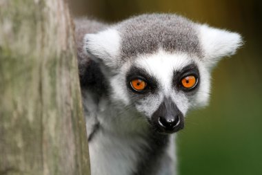 Halka Kuyruklu Lemur