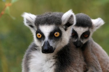 halka kuyruklu Lemurlar