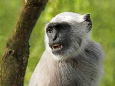 Langur monkey near the tree clipart