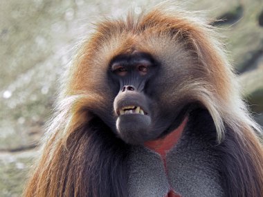 Gelada Maymun maymun