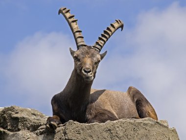 Male alpine ibex clipart