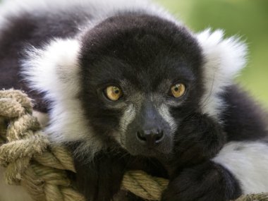 sevimli beyaz lemur