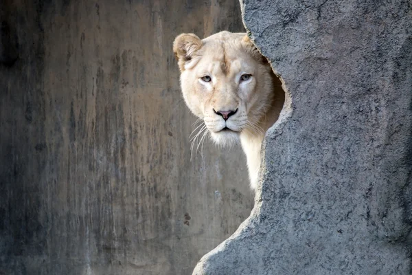 White lioness behind stone — Stock Photo, Image