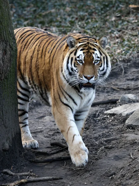 Tigre caminhando no chão — Fotografia de Stock