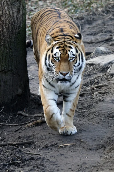 Tiger auf dem Boden — Stockfoto