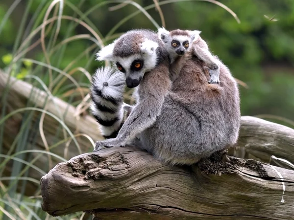 Ring tailed lemurs — Stock Photo, Image