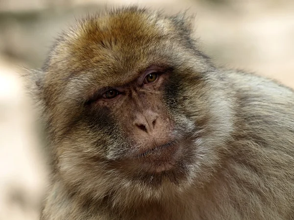 Cute Berber monkey — Stock Photo, Image