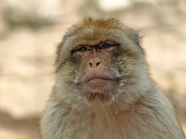 Macaco berbere bonito — Fotografia de Stock