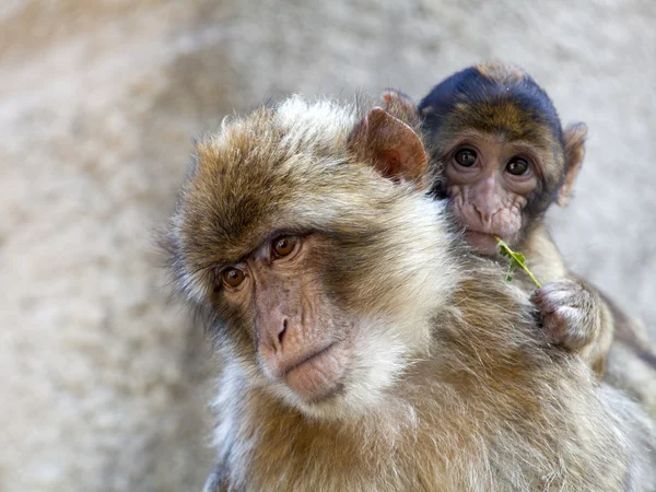 Berber aap met kind — Stockfoto