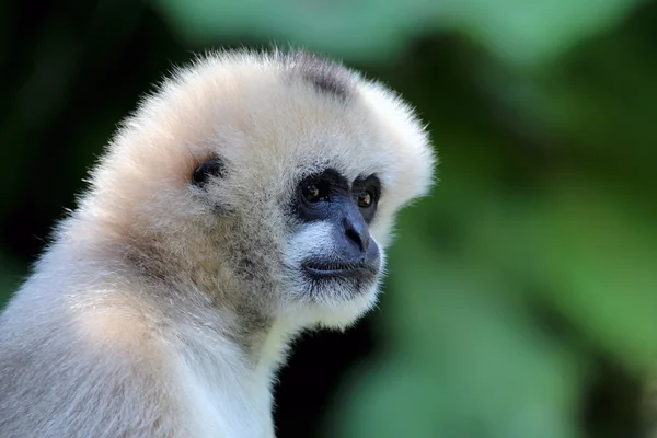 Söta gibbon på gröna — Stockfoto