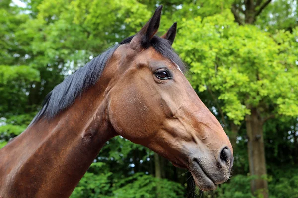 Красивая коричневая лошадь — стоковое фото