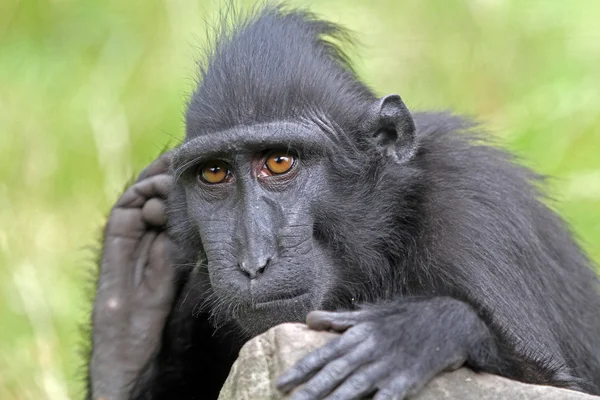 Macaco de crista na pedra — Fotografia de Stock