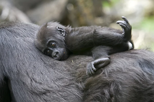 Gorille bébé couché sur la mère — Photo