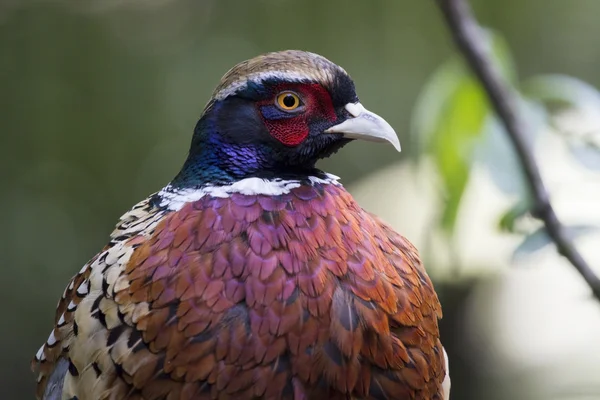 Schattig kleurrijke fheasant — Stockfoto