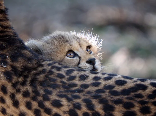 Gepardenbaby liegt auf Gepardenmutter — Stockfoto