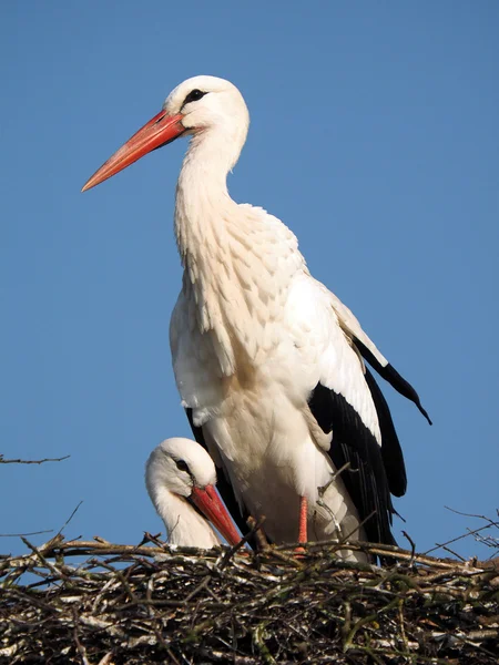 Stork och blå himmel — Stockfoto