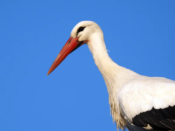 Stork and blue sky — Stock Photo, Image