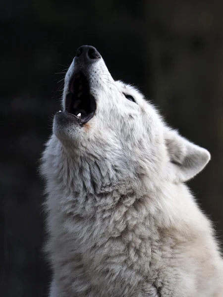 Lobo branco da baía de Hudson — Fotografia de Stock