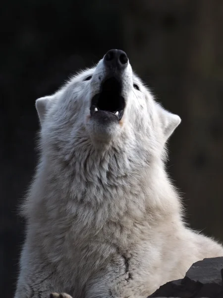 白色的哈德逊湾狼 — 图库照片