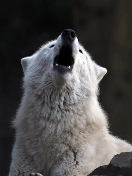 Lobo branco da baía de Hudson — Fotografia de Stock