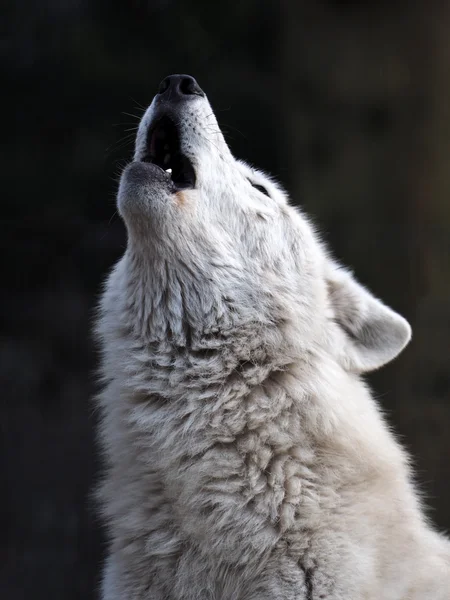 White Hudson Bay Wolf — Stock Photo, Image