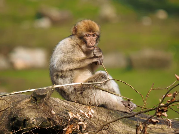 Berber monkey sitting on tree — Stock Photo, Image