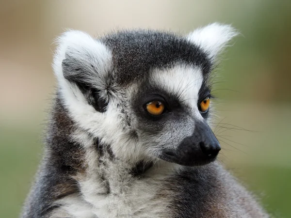 Ring-Tailed Maki — Stok fotoğraf