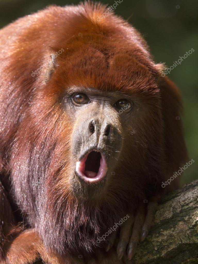 Pictures : red howler monkeys | Red howler monkey — Stock Photo