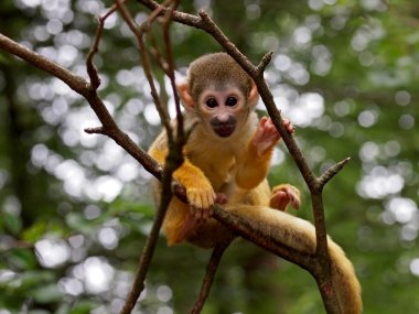 Squirrel monkey on tree clipart