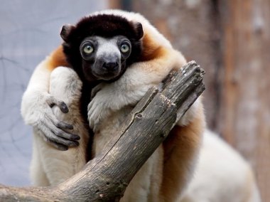 Crowned sifaka on tree clipart