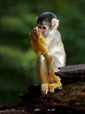 Squirrel monkey on tree clipart