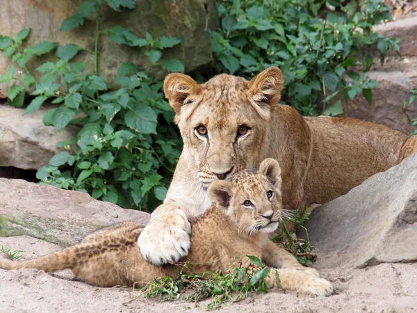 Leones acostados en el suelo —  Fotos de Stock