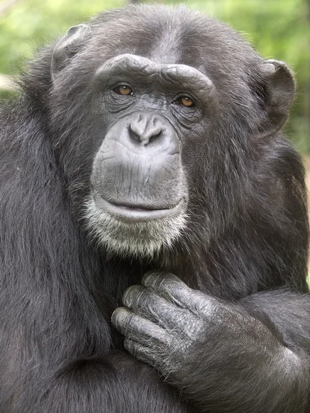Feje fekete csimpánz — Stock Fotó