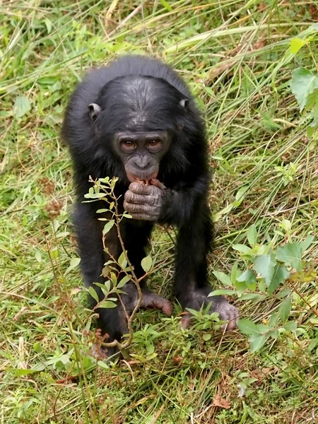 Chimpancé negro sobre hierba —  Fotos de Stock