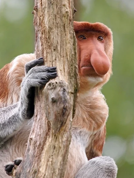 Neusaap in de buurt van boom — Stockfoto