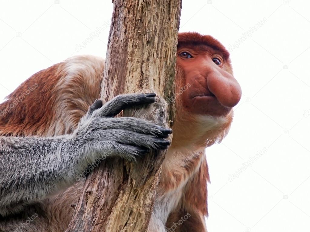 proboscis monkey near tree