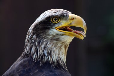 Kartal yan görünüm