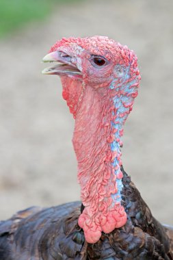 şirin bir Türkiye Başkanı