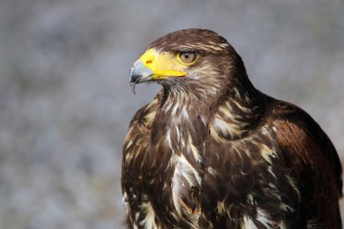 gri arka planı olan Şahin