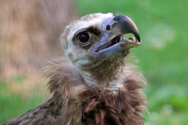 yeşil arka plana sahip boz akbaba