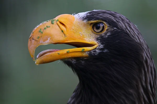 Stellers sea eagle — Stockfoto