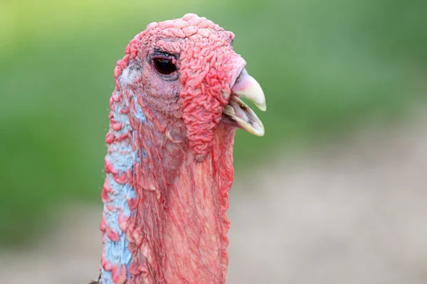 Linda cabeza de un pavo —  Fotos de Stock